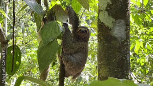 Curious sloth clings to tree trunk surrounded by vibrant jungle leaves in Costa Rica rainforest delivering enchanting close wildlife portrait