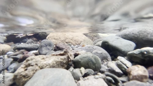 Fascinating tiny shrimps navigate crystal clear shallow river over varied pebbles and rocks delivering intimate underwater nature perspective