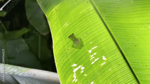 Tiny translucent glass frog rests on vibrant green leaf showcasing delicate features in lush jungle setting