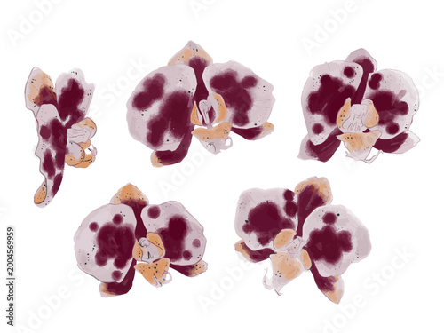 Schilderij op canvas Ilustración de orquídeas phalaenopsis con hermosos pétalos con manchas o motitas