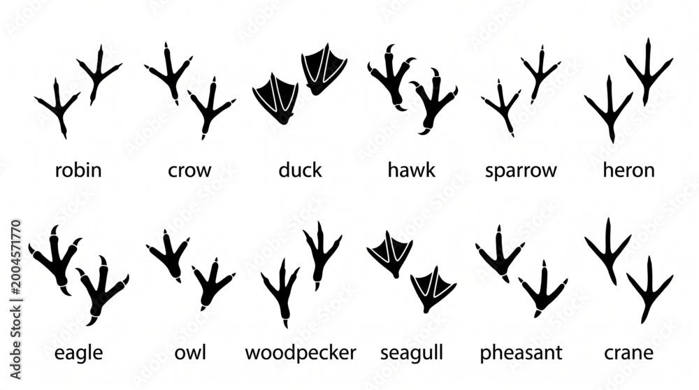 Naklejka premium Bird tracks set, bird footprints icon collection. Black silhouettes of robin, crow, duck, hawk, sparrow, heron, eagle, owl, woodpecker, seagull, pheasant and crane bird feet icons - vector