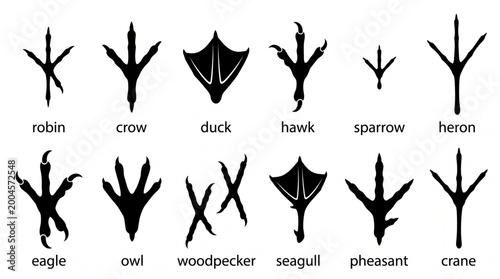 Cuadro en lienzo Bird tracks and animal footprints collection