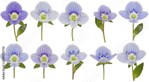 Blue Speedwell png Purple Veronica cutout Striped Wildflower png Small Blossom cutout Tiny Flower png Spring Flora cutout Nature Plant png Garden Petal cutout isolated transparent background image