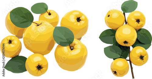 Photos Quince Fruit with Green Leaves on Branches for Organic, Autumn, and Nature Desig
