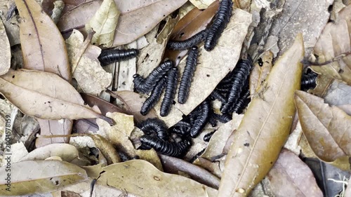 Glossy black millipedes cluster and crawl actively through dry jungle leaf litter in detailed ground level macro view highlighting fascinating rainforest micro life