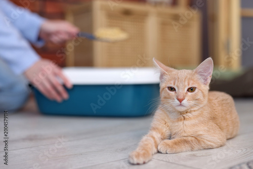 Tableau sur toile Adorable cat lying on floor and woman with scoop cleaning litter tray indoors, s
