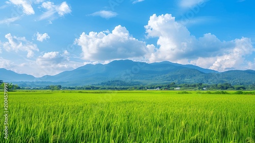 Lush green rice field under clear blue sky with distant mountain range