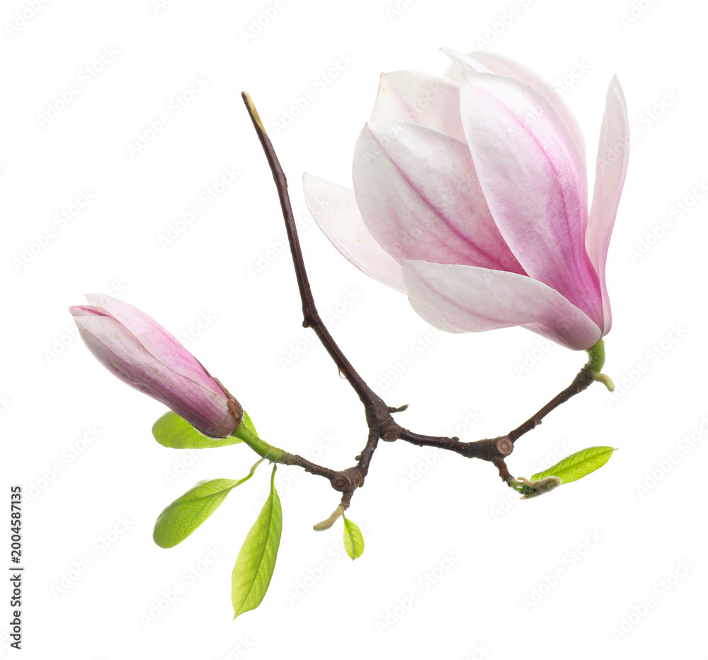 Fototapeta premium Beautiful blossoms of magnolia tree isolated on white