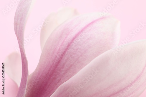 Beautiful blossom of magnolia tree on light pink background, closeup