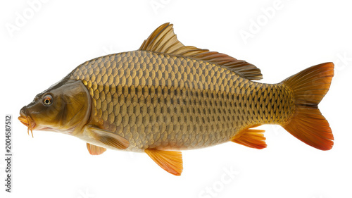 A single common carp fish with golden scales and orange fins isolated on a plain white background