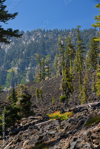 Lava rock landscape with red flowers at Wizard Island, Crater Lake National Park, Oregon