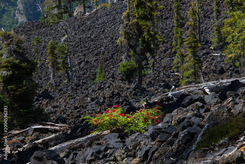 Lava rock landscape with red flowers at Wizard Island, Crater Lake National Park, Oregon