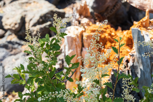 White flowers with colorful rocks in background