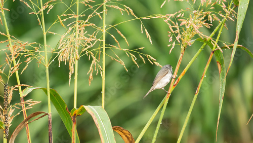 Foto Corbatita común (Sporophila caerulescens), una especie extremadamente común en el norte argentino, especialmente en zonas húmedas, cañaverales y áreas rurales de Jujuy