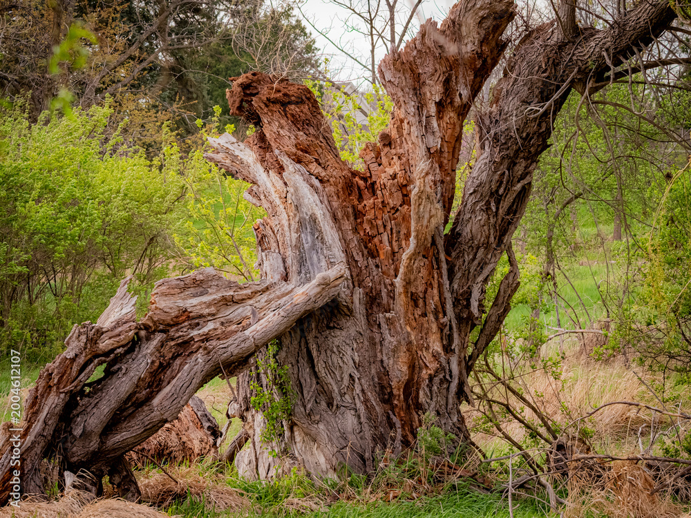 Fototapeta premium Dramatic view of a large split old growth tree trunk showing raw splintered wood internal rot and rough bark in a spring forest setting
