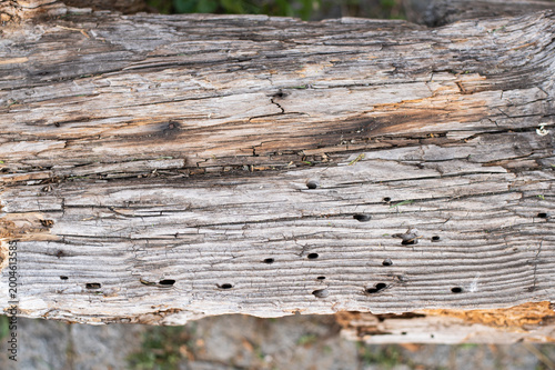 Картината върху платно Close-up of rotten weathered wood with deep cracks, splintered fibers, and decayed texture