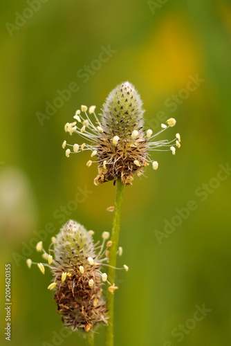 close up of a flower