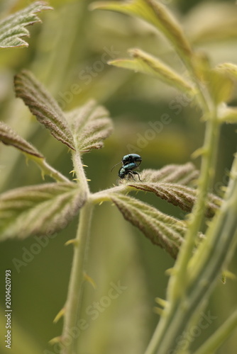 bugs