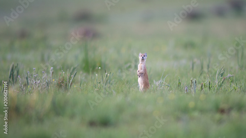 Fotografi yellow mongoose