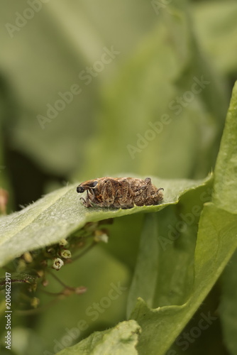 green bug on a leaf