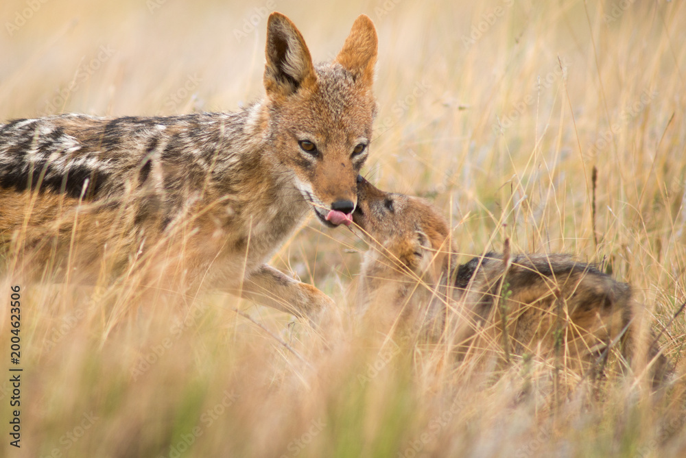 Fototapeta premium black-backed jackal