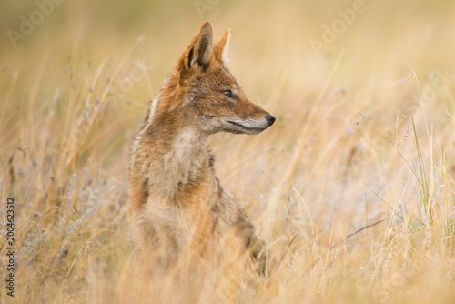 Konstfotografi black-backed jackal