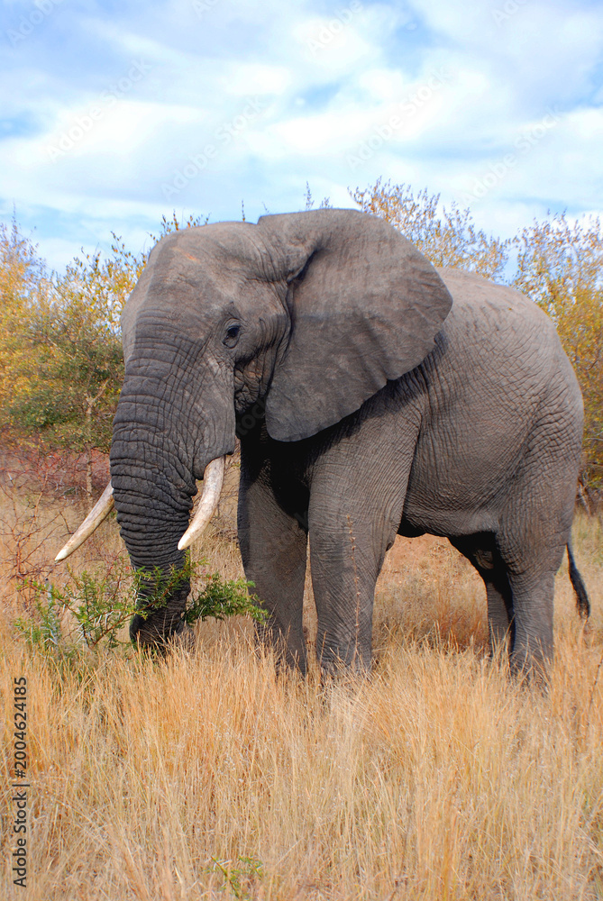 Obraz premium Elephant at the Kruger park South Africa