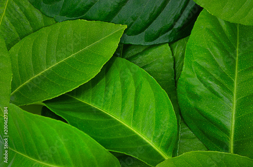 Сlose-up tropical green lemon leaves texture. Abstract nature texture pattern background Eco summer vibe Botanical surface perfect for organic design, branding, packaging, seasonal visuals Copy space