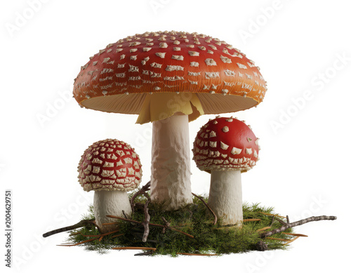 Three red and white spotted fly agaric mushrooms growing on green moss, white background