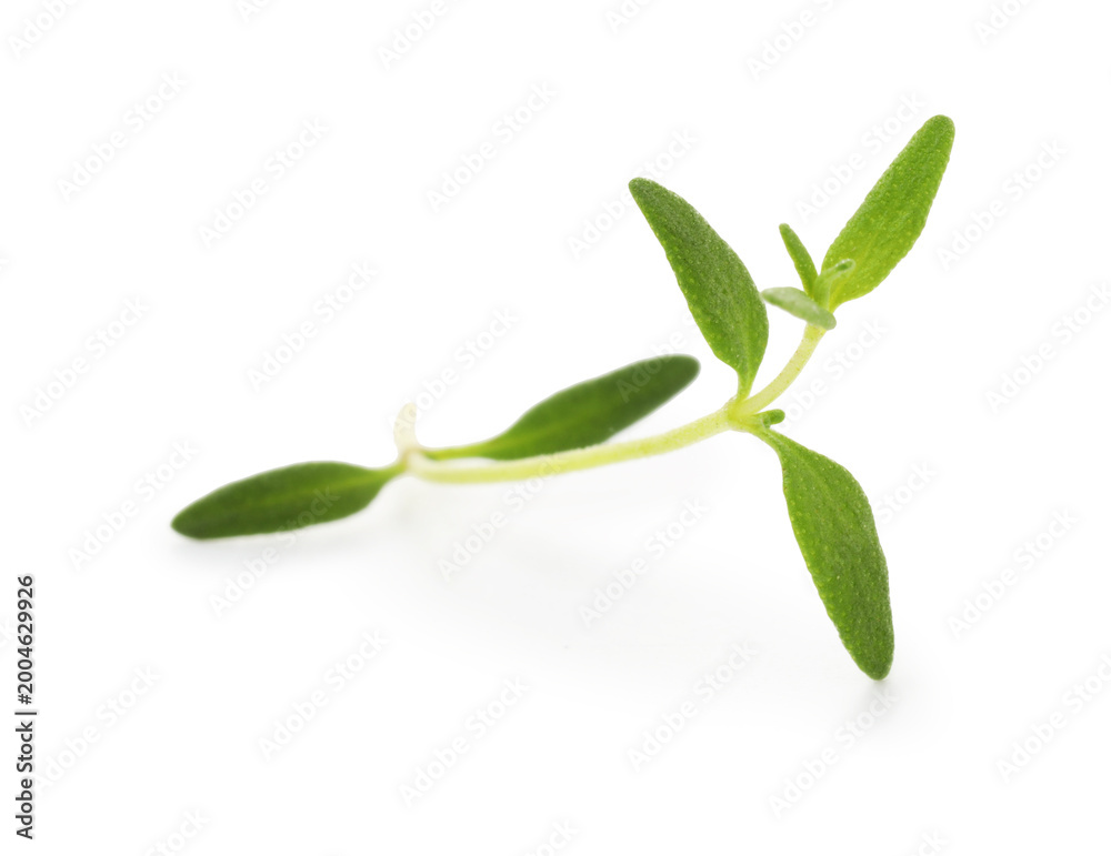 Fototapeta premium Twig of fresh thyme isolated on white
