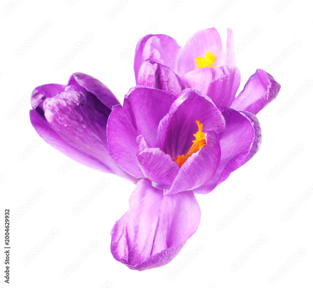 Obraz premium Many purple crocus flowers isolated on white