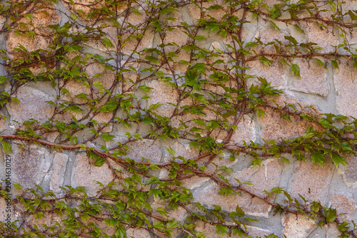 Green boston ivy vines climbing on a textured stone wall, showcasing natural growth patterns and the interplay of light and shadow on the surface