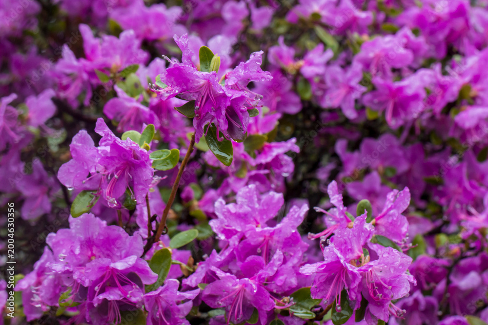 Fototapeta premium Rhododendron ledebourii, dauricum under the rain in dramatic weather, a general view of flowers with raindrops