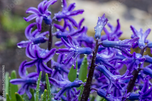 Canvas-taulu Hyacinthus purple close-up of a flower in the rain with raindrops on a blurred b