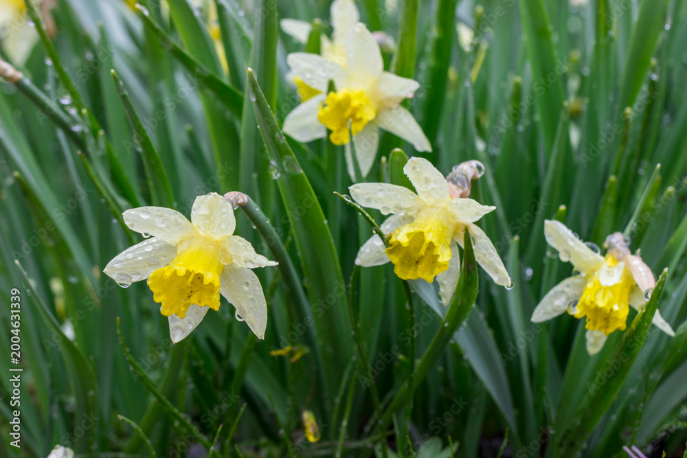 Fototapeta premium Narcissus Daffodil under the rain in dramatic weather, a general view of flowers with raindrops