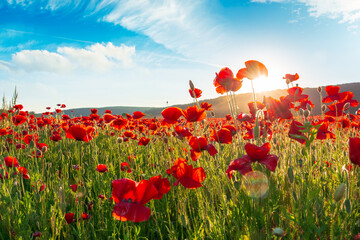 red poppies in the field. sun behind poppy flower. low angle view. remembrance symbol. gorgeous nature wallpaper with cloudy sky. scenic countryside landscape in spring. red flower in the evening sun