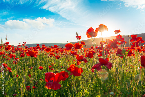 red poppies in the field. sun behind poppy flower. low angle view. remembrance symbol. gorgeous nature wallpaper with cloudy sky. scenic countryside landscape in spring. red flower in the evening sun