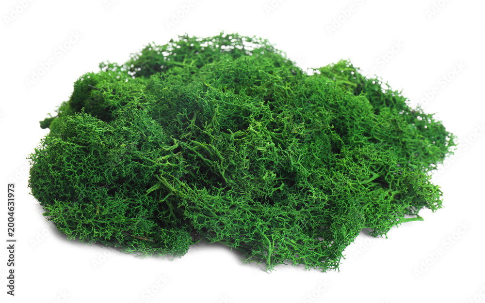 Obraz premium Beautiful bright green moss isolated on white