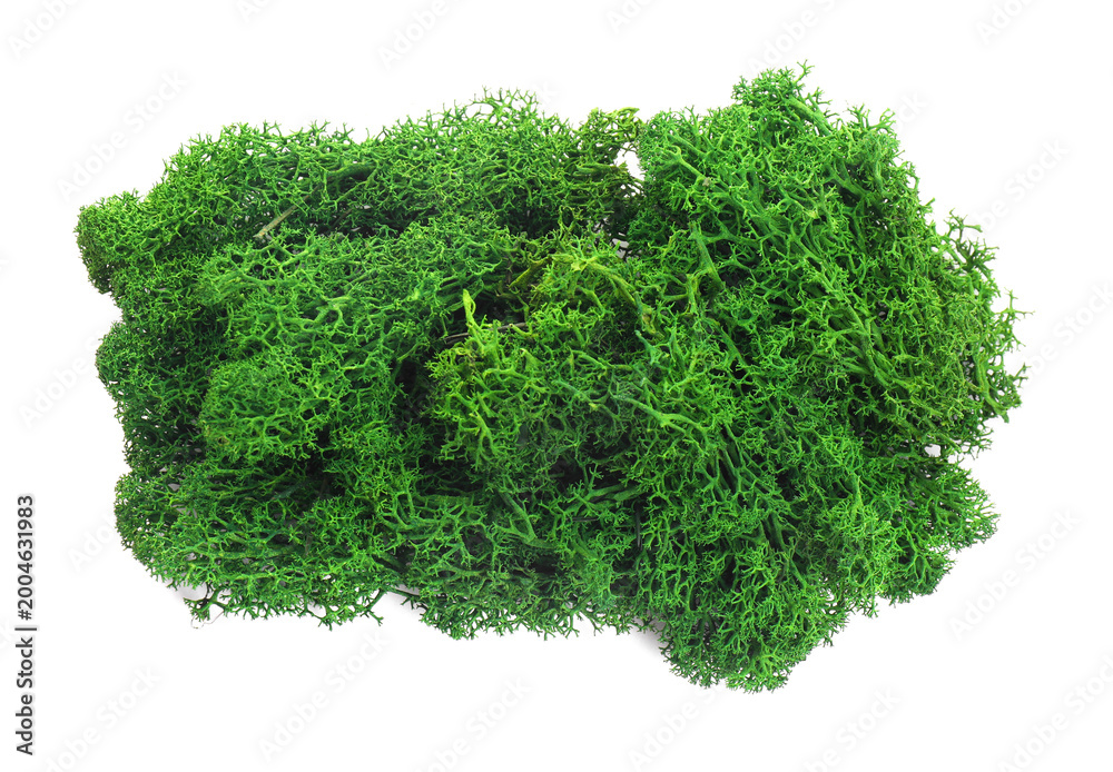 Obraz premium Beautiful bright green moss isolated on white, top view