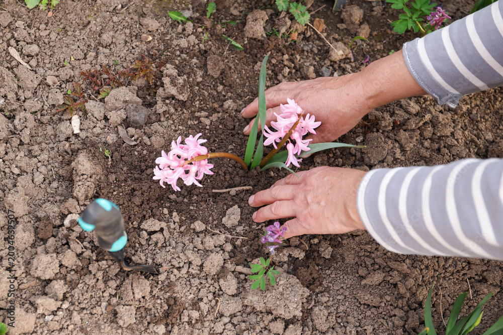 Fototapeta premium Planting seedlings. Gardener with beautiful flowers working outdoors, top view
