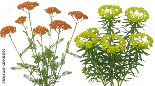 Orange Yarrow cutout Rust Flower png Green Spurge cutout Chartreuse Bloom png Perennial Plant cutout Botanical Flora png Herbaceous Garden cutout Summer isolated transparent background image
