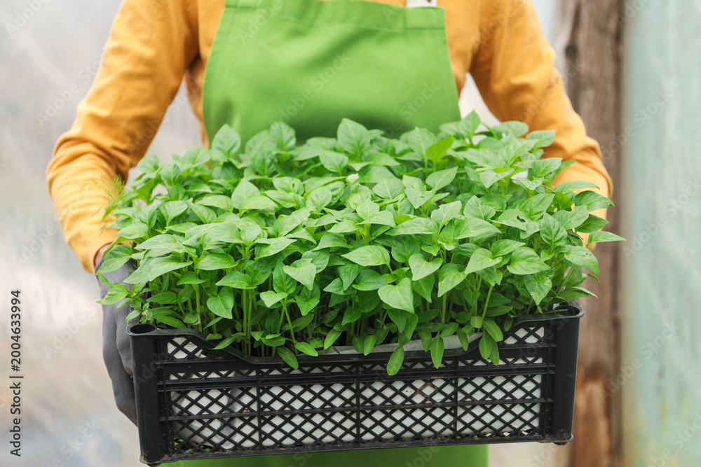 Fototapeta premium Woman with crate of seedlings in greenhouse, closeup