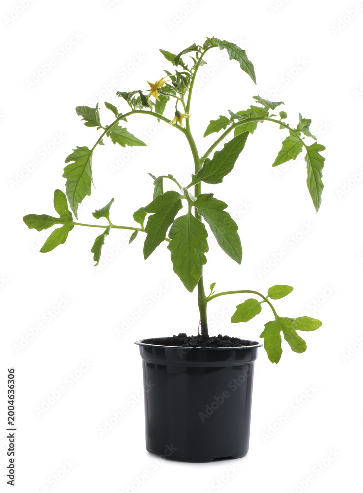 Naklejka premium Tomato seedling in pot isolated on white