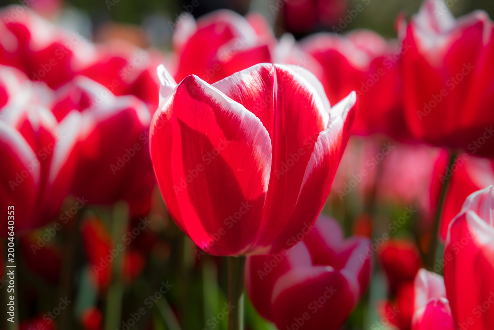 Fototapeta premium Close-up of a tulip in spring in the Netherlands in a public garden
