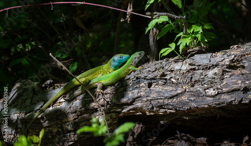 Two European Green Lizards (Lacerta viridis), a male with a blue throat and a female, basking on a log in their natural habitat.