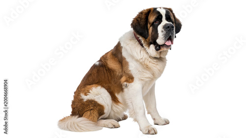 Tableau sur toile Saint Bernard Large Sitting isolated on transparent background cut out