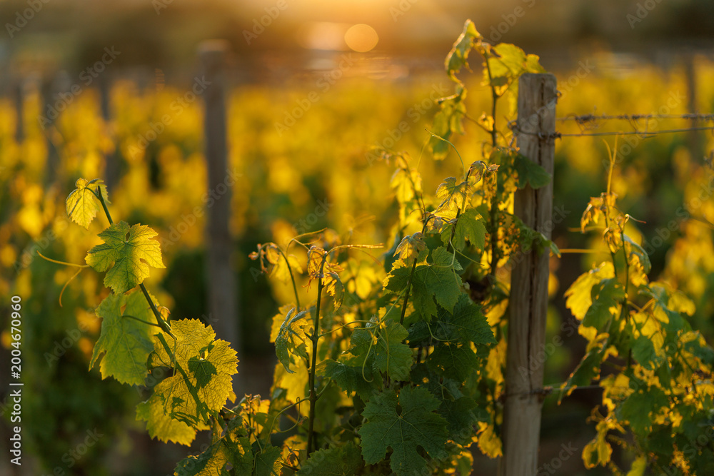 Fototapeta premium Vineyard at sunset with warm golden light on grapevine leaves
