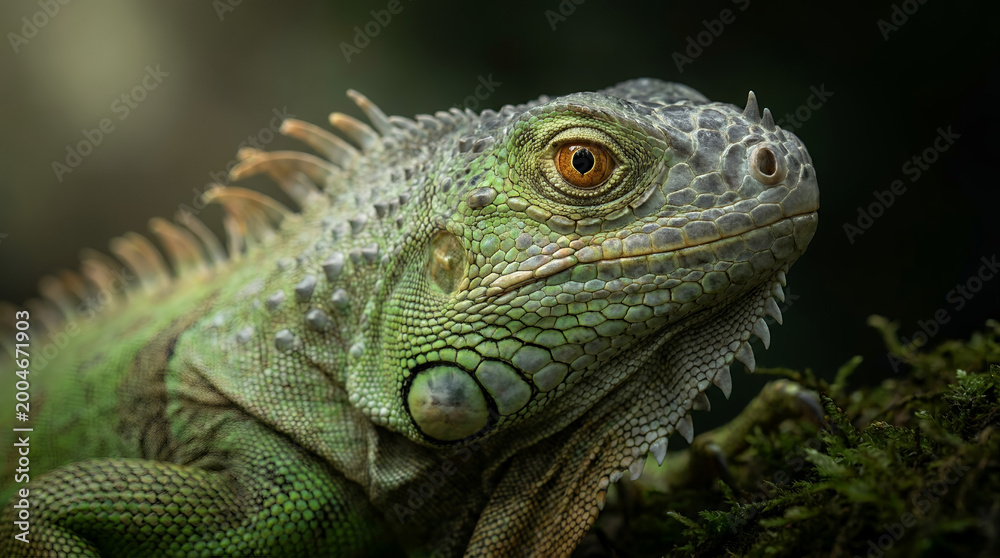 Fototapeta premium A close-up, detailed portrait of a green iguana with vibrant orange eyes, set against a softly blurred background, showcasing its scaly skin and spiky crest