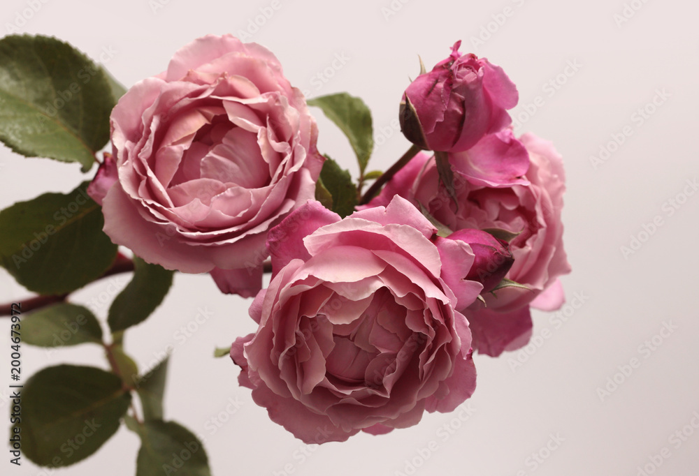 Obraz premium Close-up pink cream Rose Flower bud petal, leaf bouquet on beige gray. Natural background.