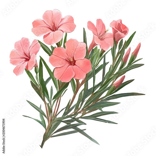 Photos Oleander Flower, clipart watercolor vector, isolated on a white background